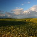 Agro Field 036