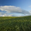 Agro Field 038