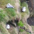 Fauna Birds 017