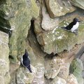 Fauna Birds 018