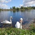 Fauna Birds 022