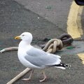 Fauna Birds 013