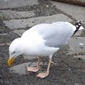 Fauna Birds 014