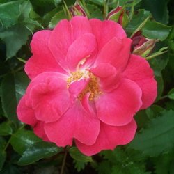 Nature Flowers
