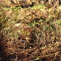 Debris Conifers 004