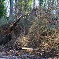 Debris Conifers 002