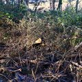 Debris Conifers 003