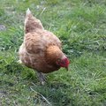 Fauna Birds 024