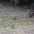 Fauna Birds 025