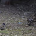 Fauna Birds 026