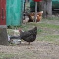 Fauna Birds 027