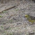 Fauna Birds 028