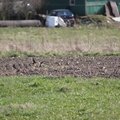 Fauna Birds 029