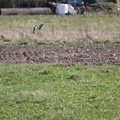Fauna Birds 030