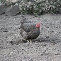 Fauna Birds 034