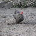 Fauna Birds 035