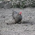 Fauna Birds 037
