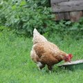 Fauna Birds 039