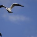 Fauna Birds 041
