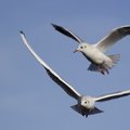 Fauna Birds 042