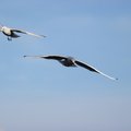 Fauna Birds 043