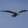 Fauna Birds 044