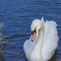 Fauna Birds 045
