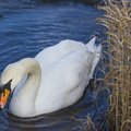 Fauna Birds 046