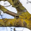 Nature Branches 001