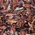Ground Leaves 025