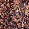 Ground Leaves 026