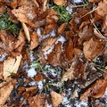 Ground Leaves 027