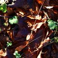 Ground Leaves 016