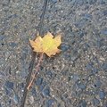 Ground Leaves 017