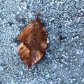 Ground Leaves 020