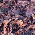 Ground Leaves 022