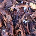 Ground Leaves 023