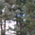 Bokeh 077