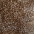 Fabric Fur 002