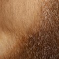 Fabric Fur 003