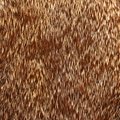 Fabric Fur 004
