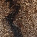 Fabric Fur 001