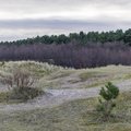 Sea Dunes 001