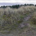 Sea Dunes 002