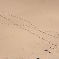 Sea Dunes 006