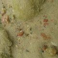 Sea Sand 023