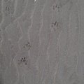 Sea Sand 025