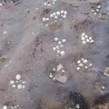 Sea Seashells 031