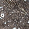 Sea Seashells 030