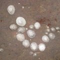 Sea Seashells 032